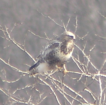  - Rough-legged Hawk 4653 Haire